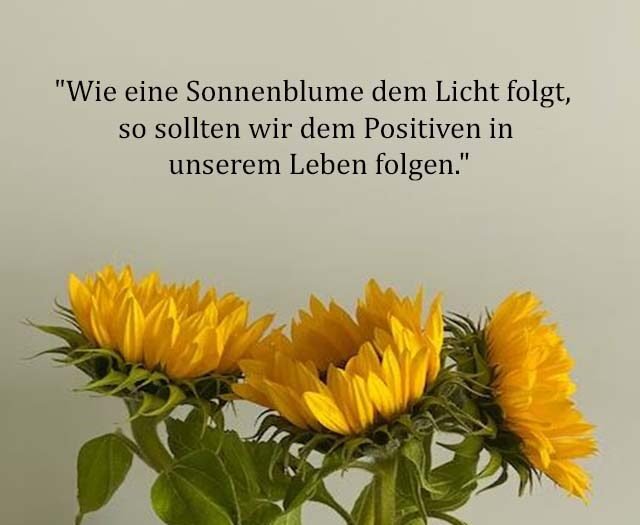 Beste Neue Berühmte Sonnenblume Sprüche Und Zitate