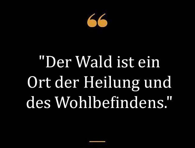 Beste Neue Berühmte Wald Sprüche Und Zitate