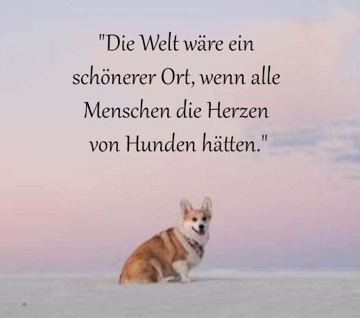 Hund Sprüche Und Zitate
