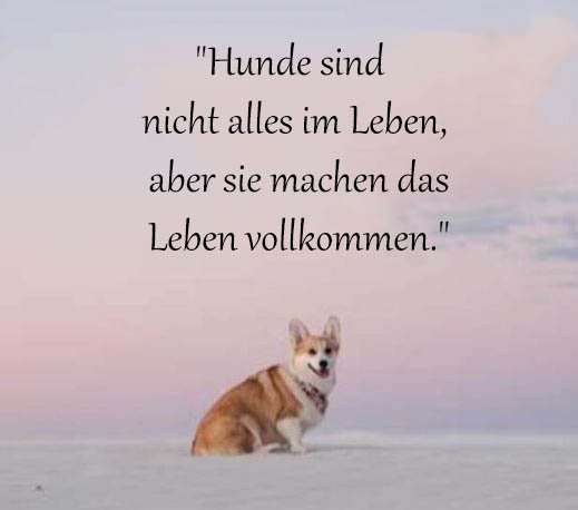 Hund Sprüche Und Zitate