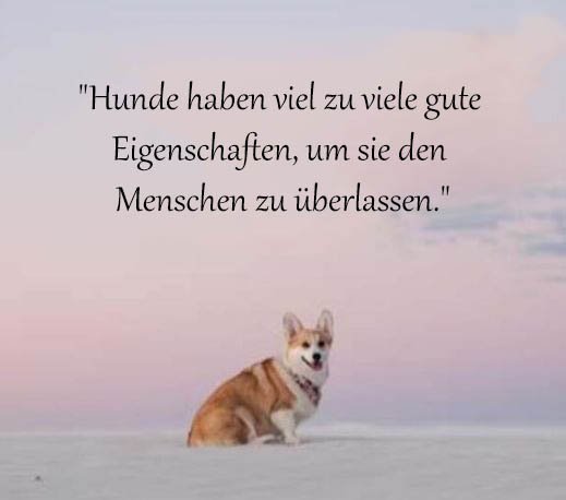 Hund Sprüche Und Zitate
