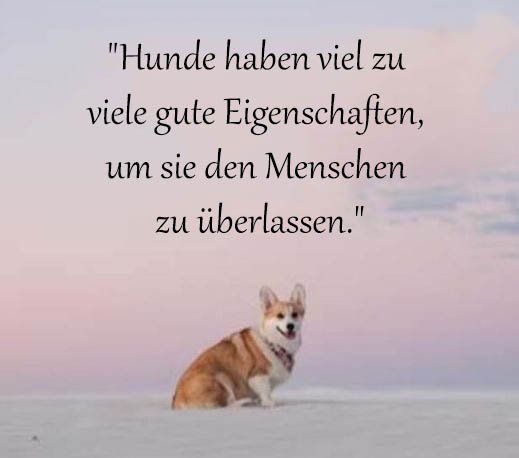 Hund Sprüche Und Zitate