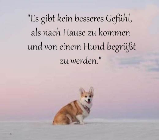 Hund Sprüche Und Zitate