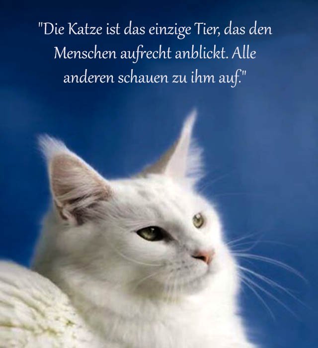 Katze Sprüche Und Zitate