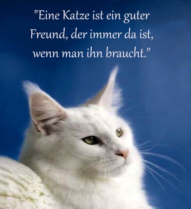Katze Sprüche Und Zitate