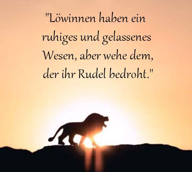 Löwin Sprüche Und Zitate