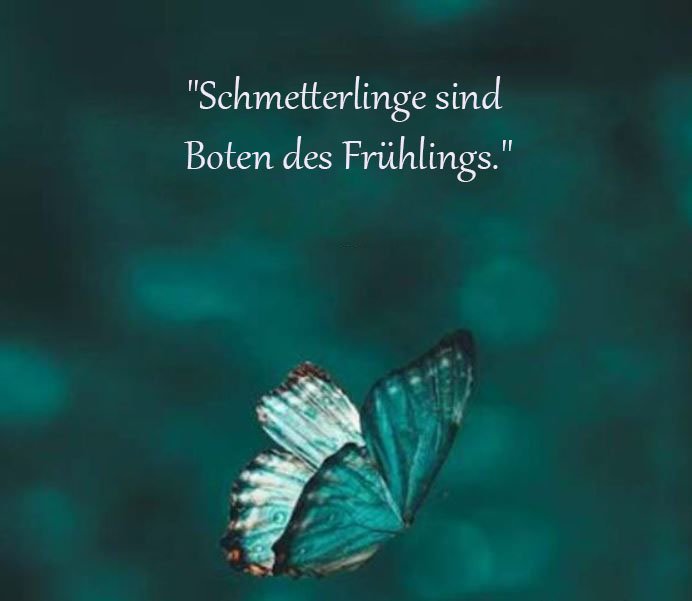Schmetterling Sprüche Und Zitate