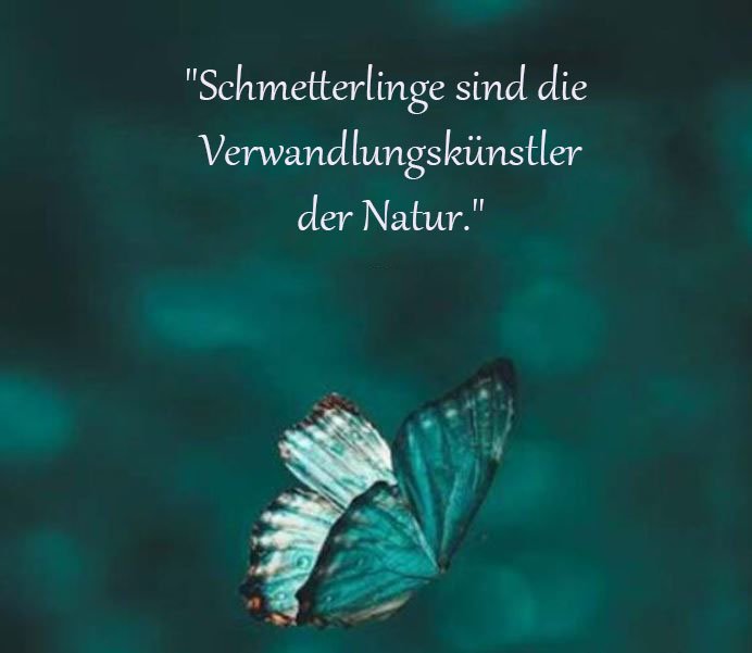 Schmetterling Sprüche Und Zitate