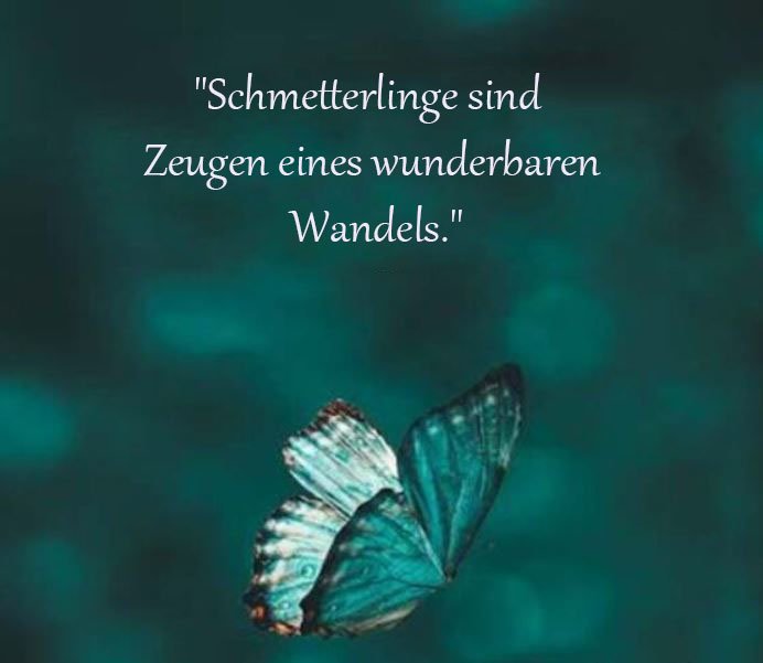 Schmetterling Sprüche Und Zitate