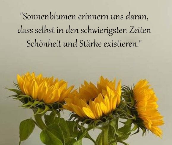 Sonnenblume Sprüche Und Zitate