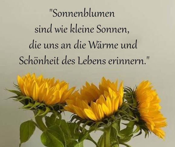 Sonnenblume Sprüche Und Zitate