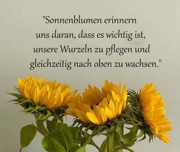 Sonnenblume Sprüche Und Zitate
