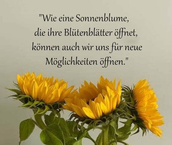 Sonnenblume Sprüche Und Zitate