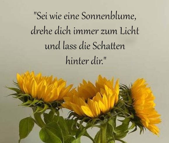 Sonnenblume Sprüche Und Zitate